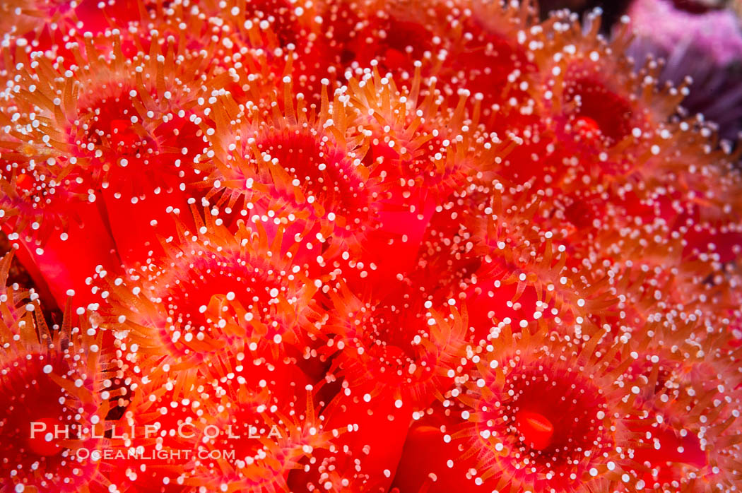 A cluster of vibrantly-colored strawberry anemones (club-tipped anemone, more correctly a corallimorph) polyps clings to the rocky reef. Santa Barbara Island, California, USA, Corynactis californica, natural history stock photograph, photo id 10169