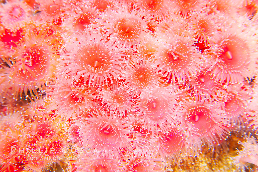 A colony of strawberry anemones (club-tipped anemone, more correctly a corallimorph)., Corynactis californica, natural history stock photograph, photo id 14053