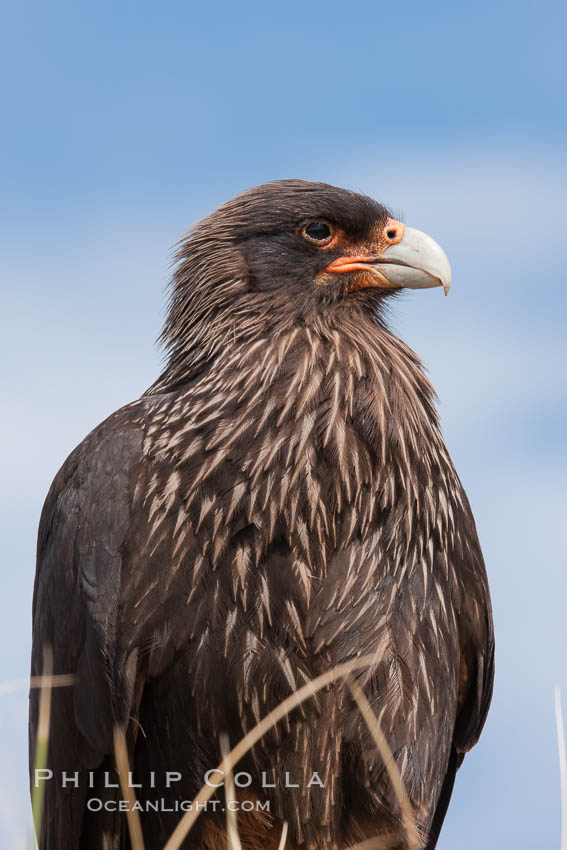 Straited caracara, a bird of prey found throughout the Falkland Islands.  The striated caracara is an opportunistic feeder, often scavenging for carrion but also known to attack weak or injured birds. Steeple Jason Island, United Kingdom, Phalcoboenus australis, natural history stock photograph, photo id 24206