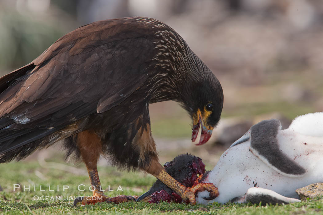 Striated caracara feeds upon a gentoo penguin chick it has just killed. Steeple Jason Island, Falkland Islands, United Kingdom, Phalcoboenus australis, Pygoscelis papua, natural history stock photograph, photo id 24278