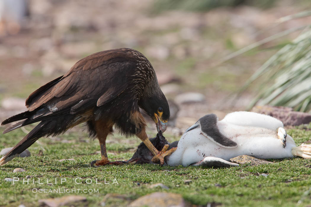 Striated caracara feeds upon a gentoo penguin chick it has just killed. Steeple Jason Island, Falkland Islands, United Kingdom, Phalcoboenus australis, Pygoscelis papua, natural history stock photograph, photo id 24280