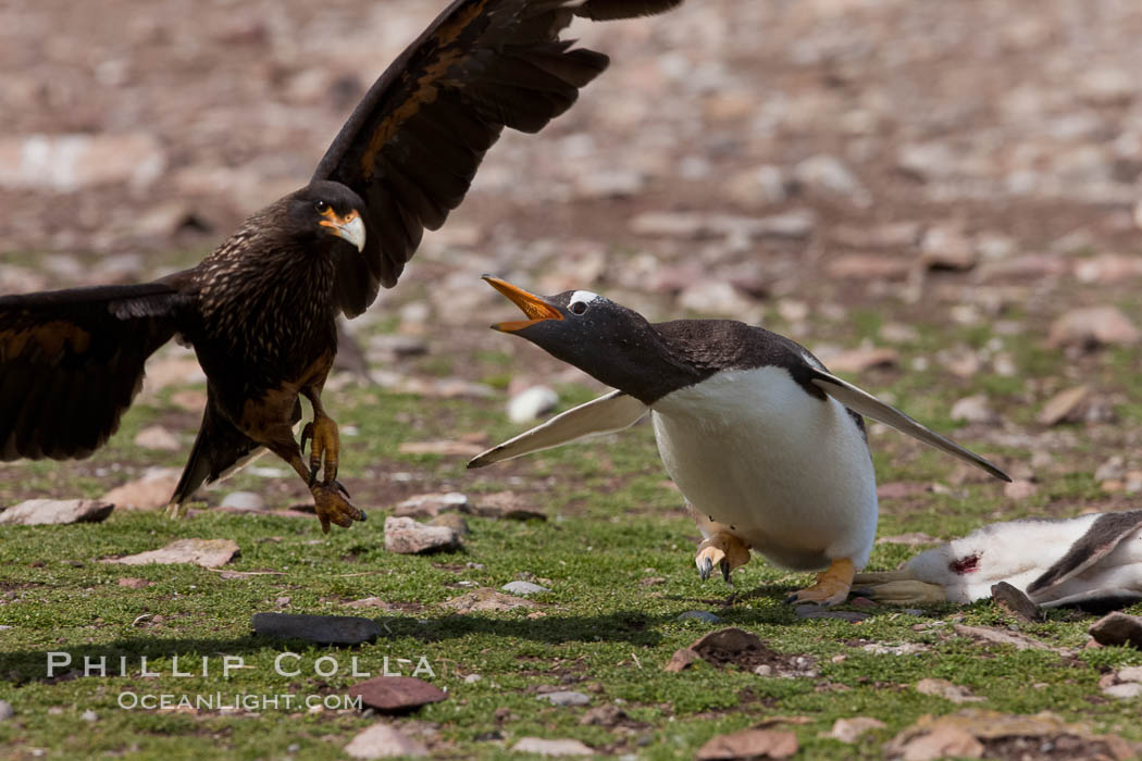 Gentoo penguin defends its dead chick (right), from the striated caracara (left) that has just killed it.  The penguin continued to defend its lifeless chick for hours, in spite of the futility and inevitability of the final result.  Striated caracaras eventually took possession of the dead chick and fed upon it. Steeple Jason Island, Falkland Islands, United Kingdom, Phalcoboenus australis, Pygoscelis papua, natural history stock photograph, photo id 24075