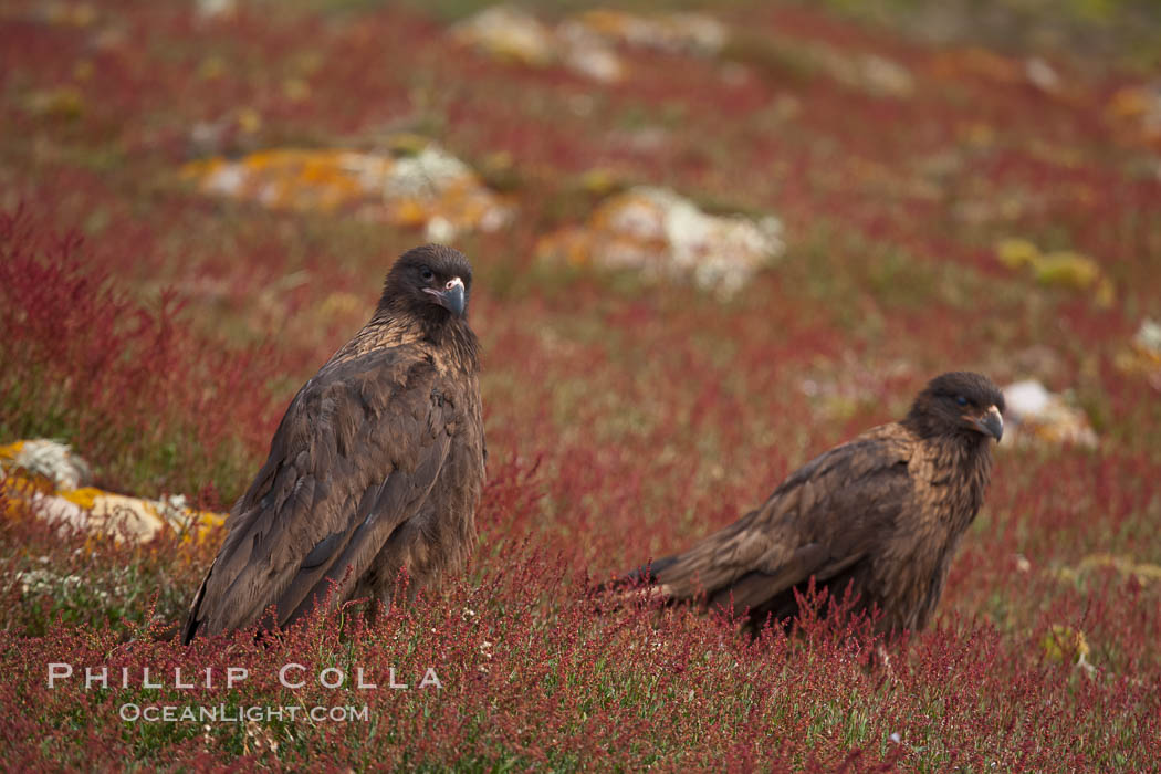 Straited caracara, a bird of prey found throughout the Falkland Islands.  The striated caracara is an opportunistic feeder, often scavenging for carrion but also known to attack weak or injured birds. Steeple Jason Island, United Kingdom, Phalcoboenus australis, natural history stock photograph, photo id 24127