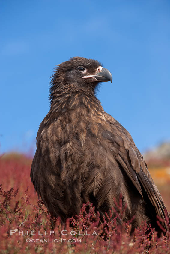 Straited caracara, a bird of prey found throughout the Falkland Islands.  The striated caracara is an opportunistic feeder, often scavenging for carrion but also known to attack weak or injured birds. Steeple Jason Island, United Kingdom, Phalcoboenus australis, natural history stock photograph, photo id 24275