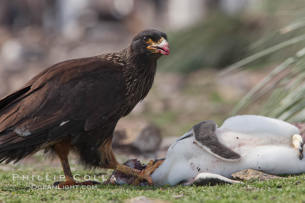 Striated caracara feeds upon a gentoo penguin chick it has just killed. Steeple Jason Island, Falkland Islands, United Kingdom, Phalcoboenus australis, Pygoscelis papua, natural history stock photograph, photo id 24279