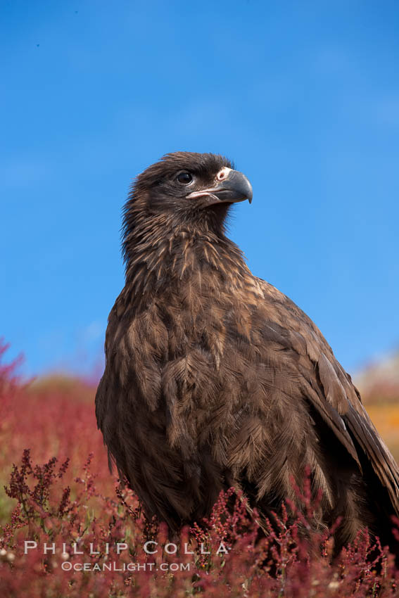 Straited caracara, a bird of prey found throughout the Falkland Islands.  The striated caracara is an opportunistic feeder, often scavenging for carrion but also known to attack weak or injured birds. Steeple Jason Island, United Kingdom, Phalcoboenus australis, natural history stock photograph, photo id 24276