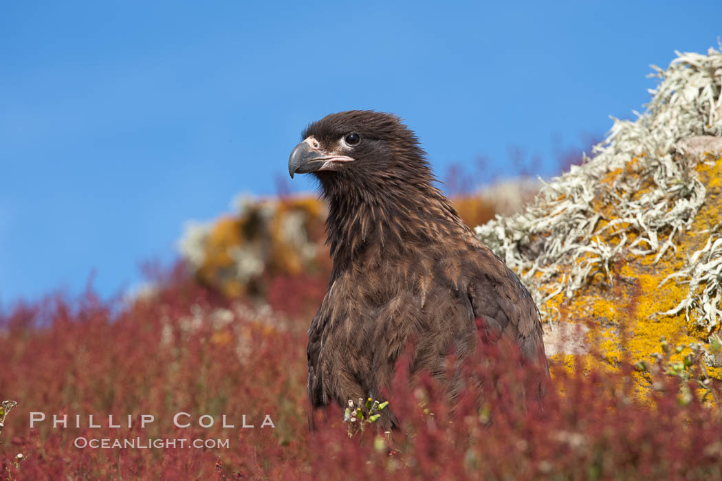 Straited caracara, a bird of prey found throughout the Falkland Islands.  The striated caracara is an opportunistic feeder, often scavenging for carrion but also known to attack weak or injured birds. Steeple Jason Island, United Kingdom, Phalcoboenus australis, natural history stock photograph, photo id 24273