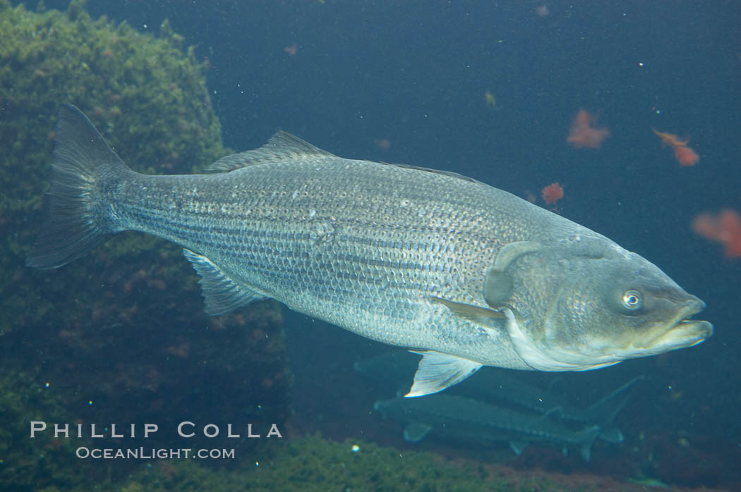 Striped bass (striper, striped seabass)., Morone saxatilis, natural history stock photograph, photo id 10986