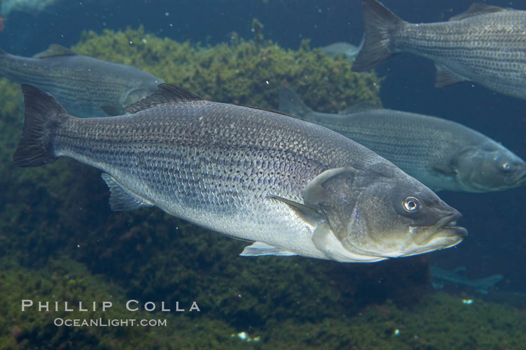 Striped bass (striper, striped seabass)., Morone saxatilis, natural history stock photograph, photo id 10984