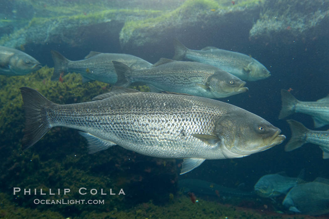 Striped bass (striper, striped seabass)., Morone saxatilis, natural history stock photograph, photo id 10987