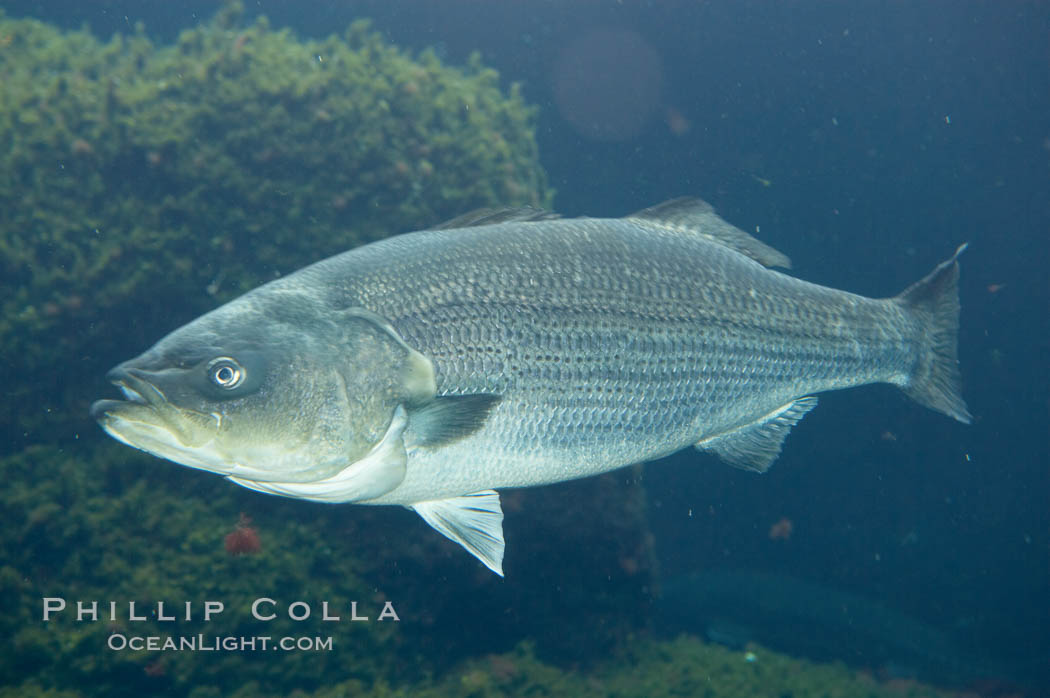 Striped bass (striper, striped seabass)., Morone saxatilis, natural history stock photograph, photo id 10978