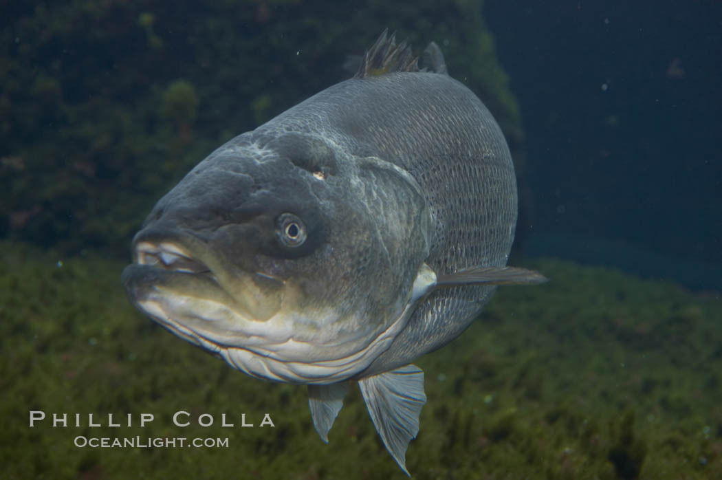 Striped bass (striper, striped seabass)., Morone saxatilis, natural history stock photograph, photo id 10976