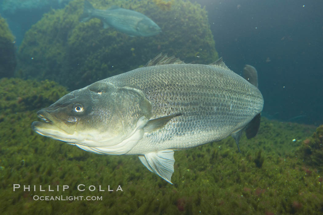 Striped bass (striper, striped seabass)., Morone saxatilis, natural history stock photograph, photo id 10980