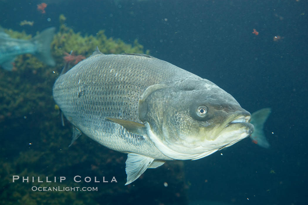 Image 10979, Striped bass (striper, striped seabass)., Morone saxatilis, Phillip Colla, all rights reserved worldwide. Keywords: morone saxatilis, striped bass, striped sea-bass, striped seabass, striper, underwater.
