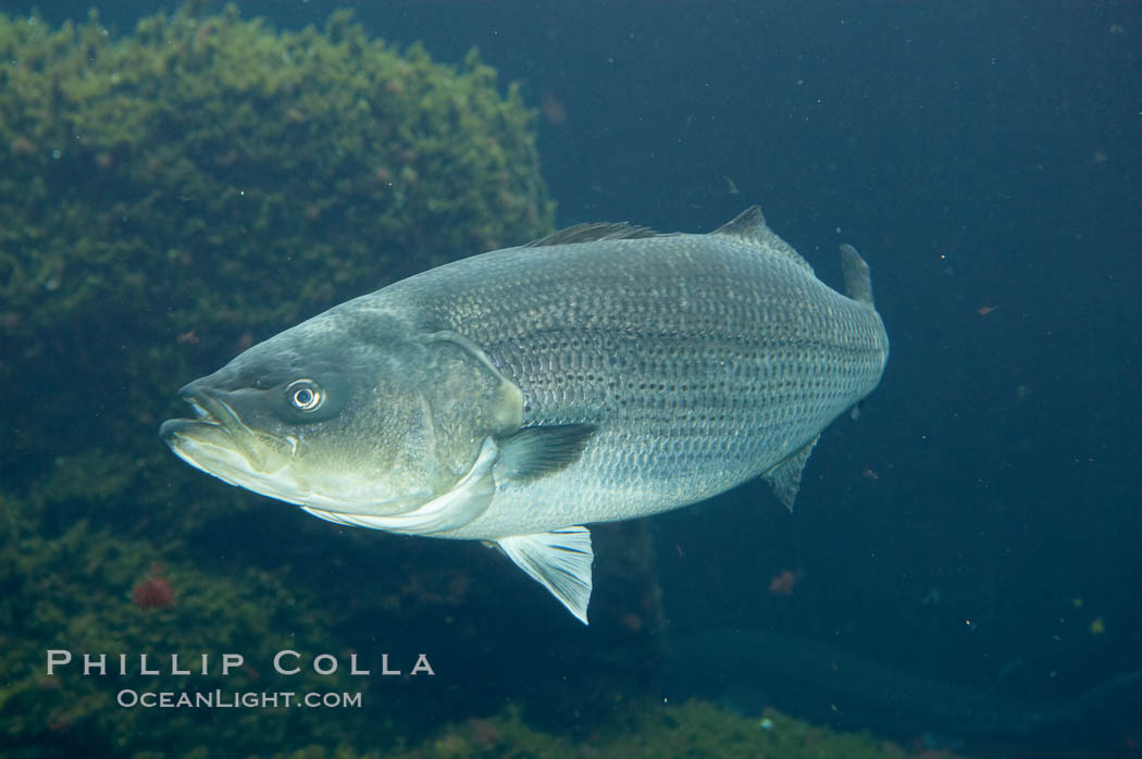 Striped bass (striper, striped seabass)., Morone saxatilis, natural history stock photograph, photo id 10977