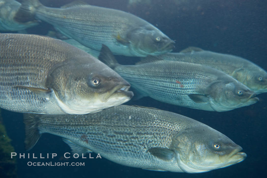 Striped bass (striper, striped seabass)., Morone saxatilis, natural history stock photograph, photo id 10981