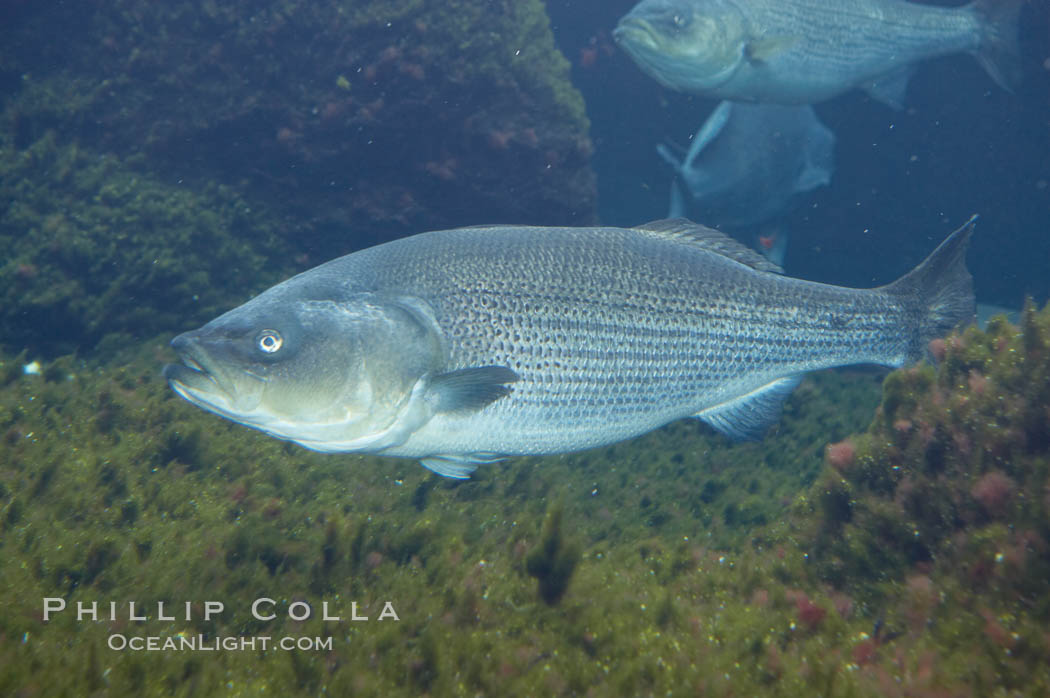 Striped bass (striper, striped seabass)., Morone saxatilis, natural history stock photograph, photo id 10990