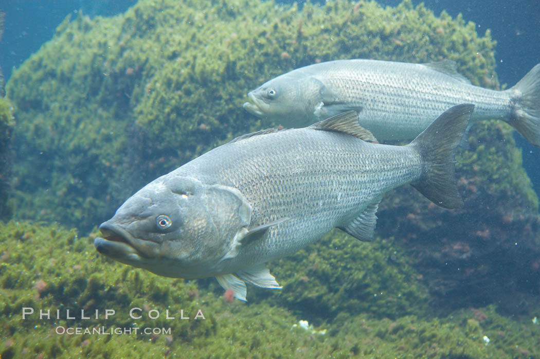 Striped bass (striper, striped seabass)., Morone saxatilis, natural history stock photograph, photo id 10994
