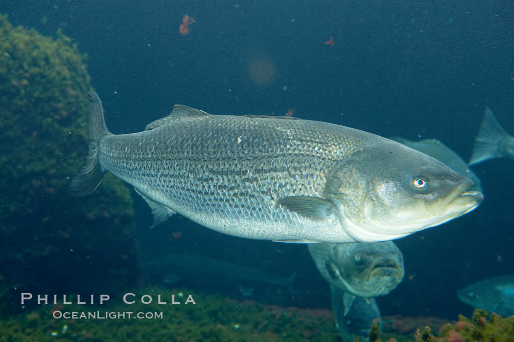 Striped bass (striper, striped seabass)., Morone saxatilis, natural history stock photograph, photo id 10988