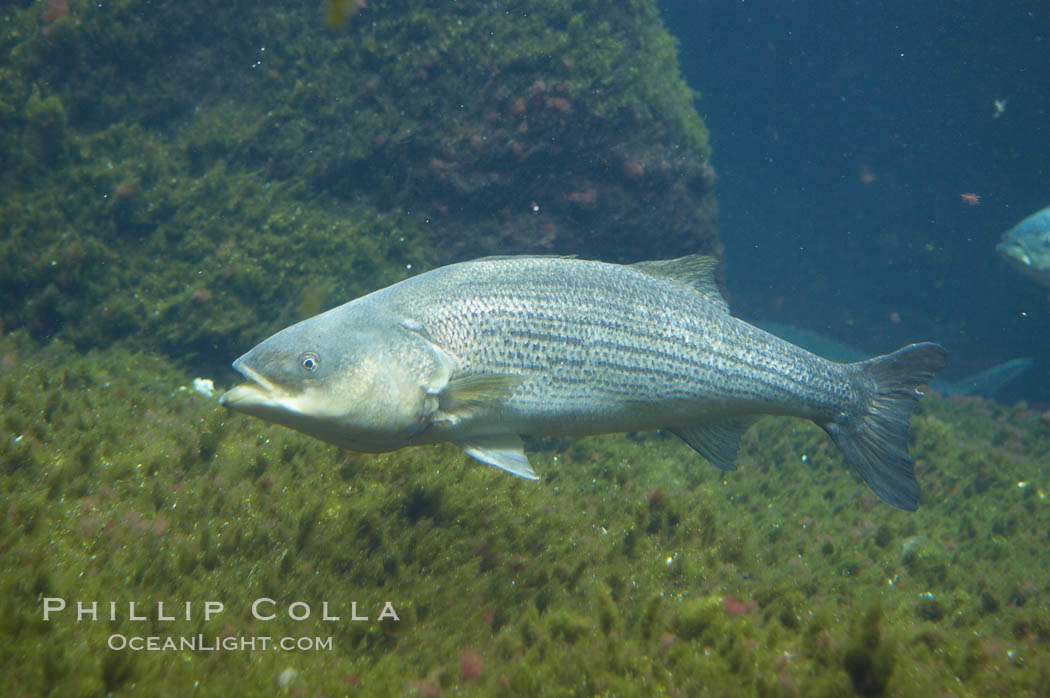 Striped bass (striper, striped seabass)., Morone saxatilis, natural history stock photograph, photo id 10992