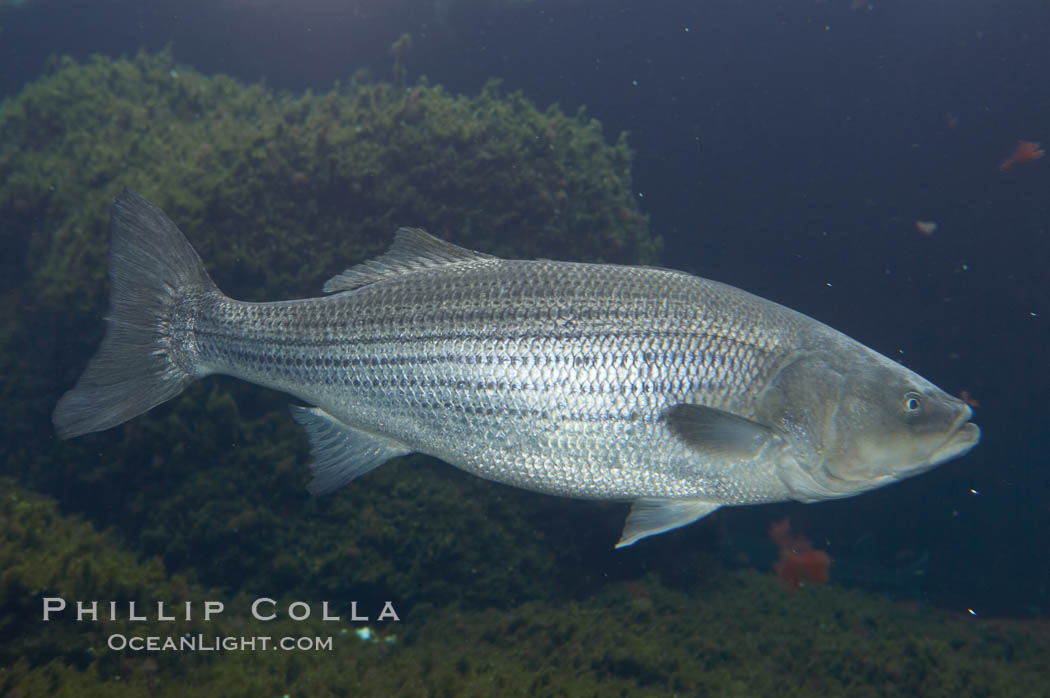 Striped bass (striper, striped seabass)., Morone saxatilis, natural history stock photograph, photo id 10991