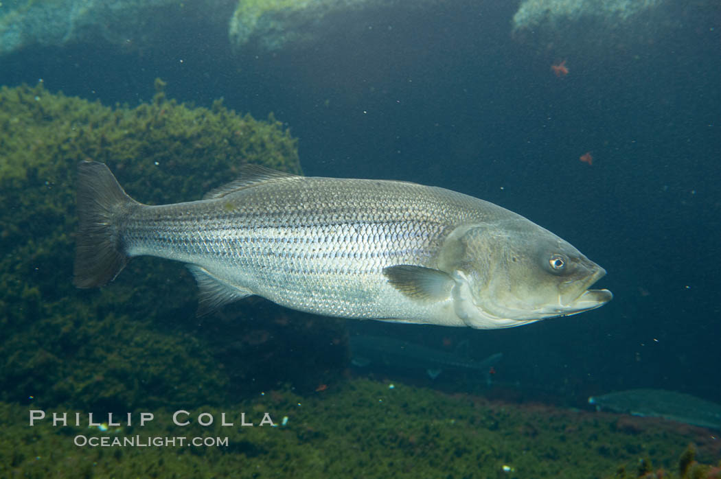 Striped bass (striper, striped seabass)., Morone saxatilis, natural history stock photograph, photo id 10989