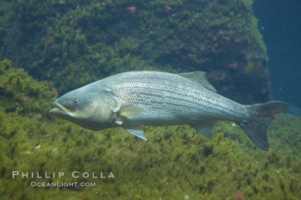 Striped bass (striper, striped seabass)., Morone saxatilis, natural history stock photograph, photo id 10993