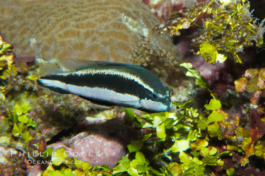 Striped dottyback., Pseudochromis sankeyi, natural history stock photograph, photo id 08672