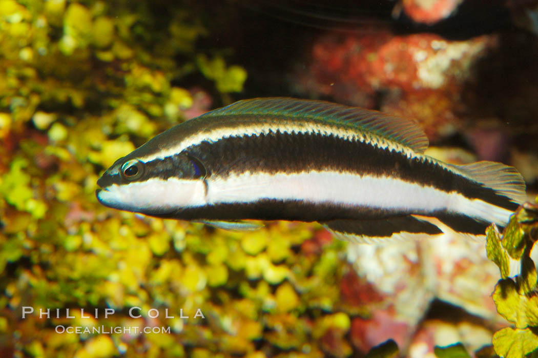 Striped dottyback., Pseudochromis sankeyi, natural history stock photograph, photo id 08670