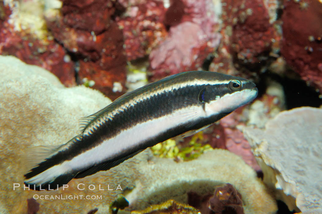 Striped dottyback., Pseudochromis sankeyi, natural history stock photograph, photo id 09459