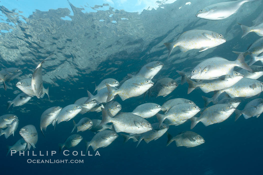 Striped sea chub, schooling. Wolf Island, Galapagos Islands, Ecuador, Kyphosus analogous, natural history stock photograph, photo id 16414