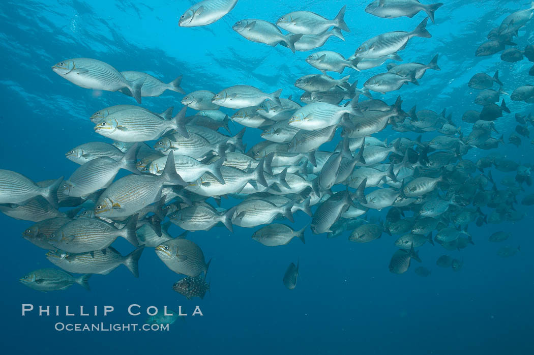 Striped sea chub, schooling. Wolf Island, Galapagos Islands, Ecuador, Kyphosus analogous, natural history stock photograph, photo id 16415