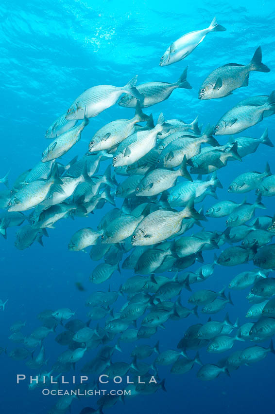 Striped sea chub, schooling. Wolf Island, Galapagos Islands, Ecuador, Kyphosus analogous, natural history stock photograph, photo id 16417