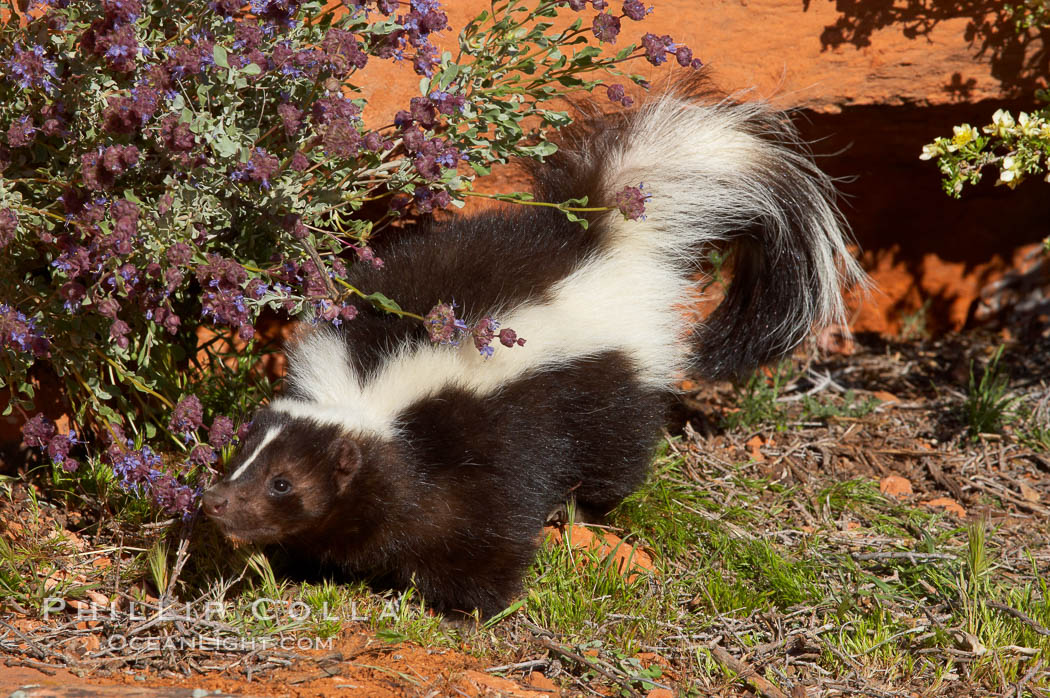 Striped skunk.  The striped skunk prefers somewhat open areas with a mixture of habitats such as woods, grasslands, and agricultural clearings. They are usually never found further than two miles from a water source. They are also often found in suburban areas because of the abundance of buildings that provide them with cover., Mephitis mephitis, natural history stock photograph, photo id 12052