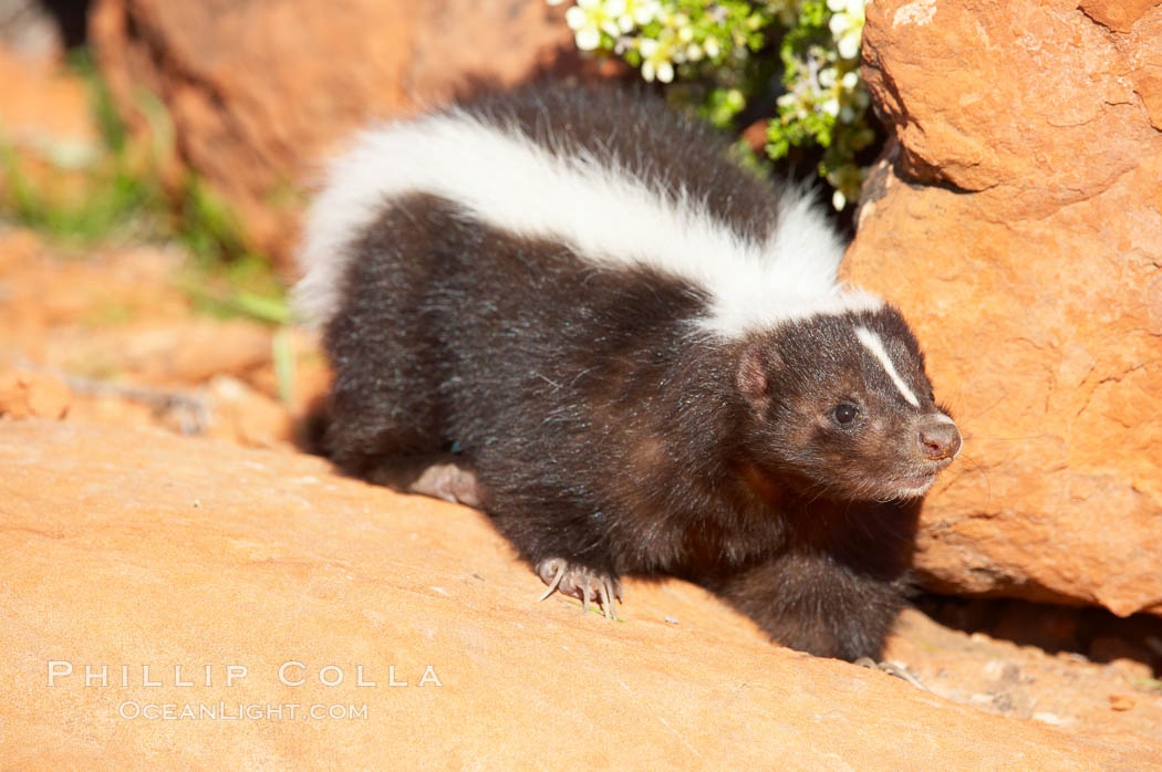 Striped skunk.  The striped skunk prefers somewhat open areas with a mixture of habitats such as woods, grasslands, and agricultural clearings. They are usually never found further than two miles from a water source. They are also often found in suburban areas because of the abundance of buildings that provide them with cover., Mephitis mephitis, natural history stock photograph, photo id 12067