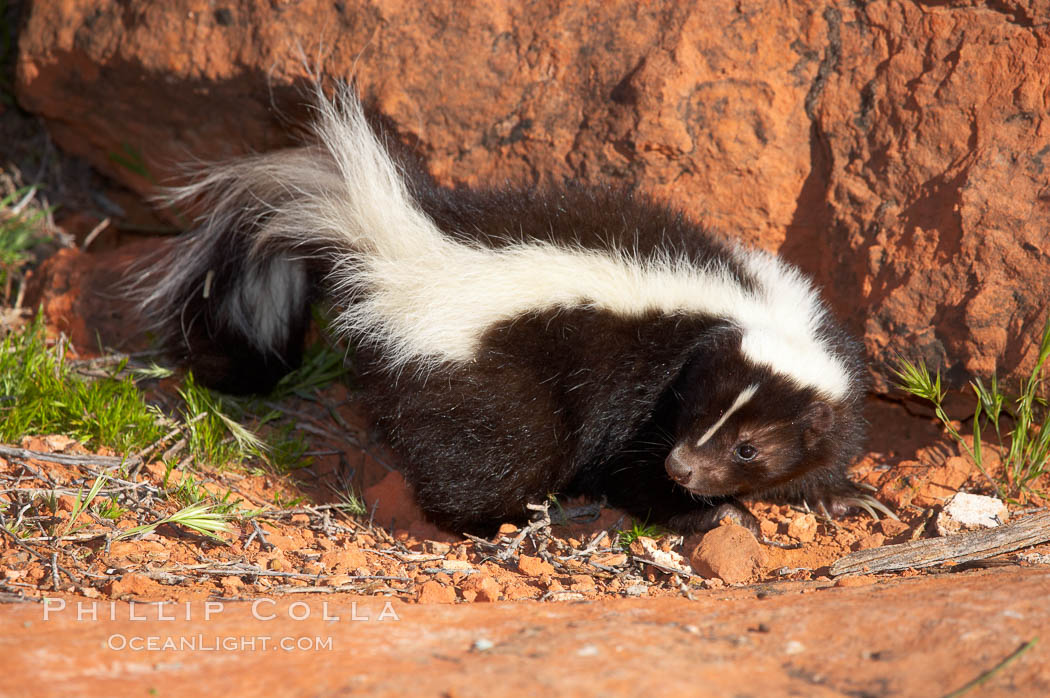 Striped skunk.  The striped skunk prefers somewhat open areas with a mixture of habitats such as woods, grasslands, and agricultural clearings. They are usually never found further than two miles from a water source. They are also often found in suburban areas because of the abundance of buildings that provide them with cover., Mephitis mephitis, natural history stock photograph, photo id 12061