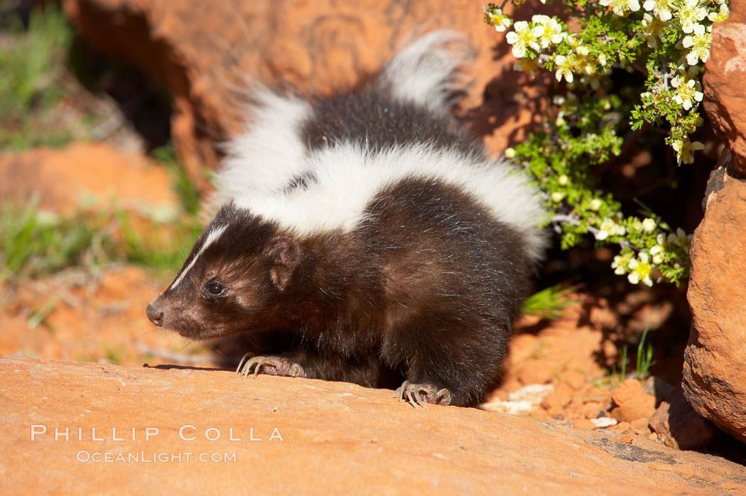 Striped skunk.  The striped skunk prefers somewhat open areas with a mixture of habitats such as woods, grasslands, and agricultural clearings. They are usually never found further than two miles from a water source. They are also often found in suburban areas because of the abundance of buildings that provide them with cover., Mephitis mephitis, natural history stock photograph, photo id 12063