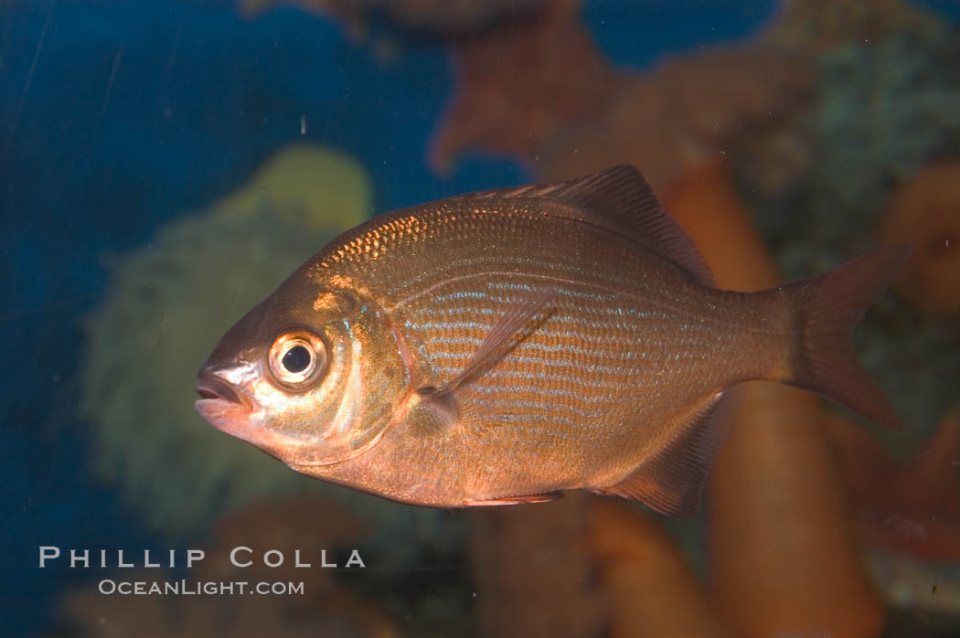 Striped sea perch., Embiotoca lateralis, natural history stock photograph, photo id 07887