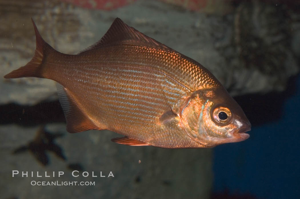 Striped sea perch., Embiotoca lateralis, natural history stock photograph, photo id 07886