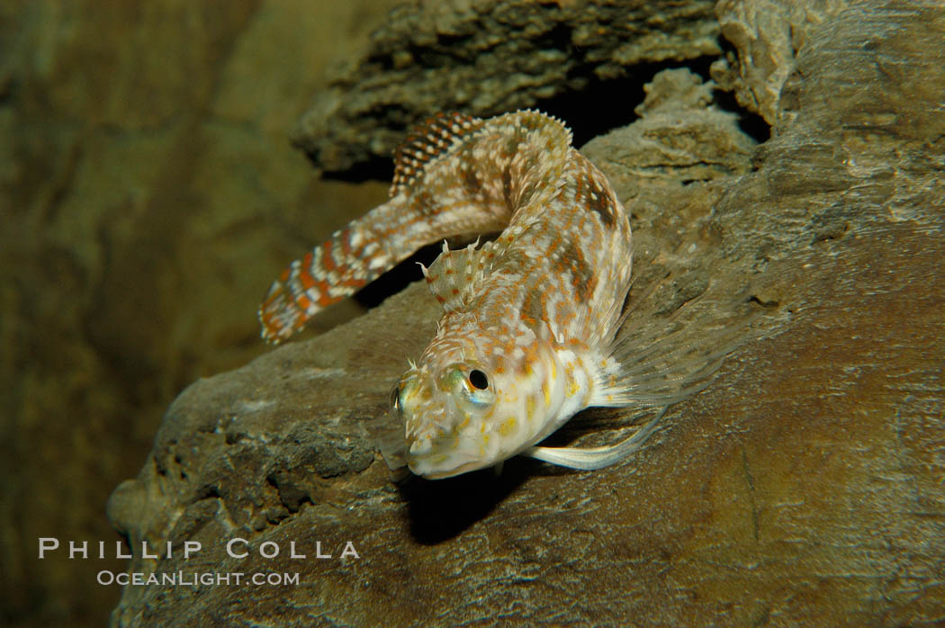 Stripedfin ronquil., Rathbunella hypoplecta, natural history stock photograph, photo id 09435