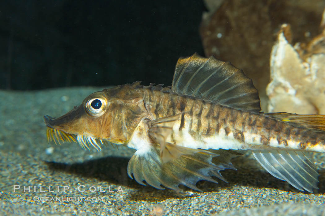 Sturgeon poacher.  This fishes uses its barbels (the whisker-like organs under its chin) to sense food along the ocean bottom., Agonus acipenserinus, natural history stock photograph, photo id 13718