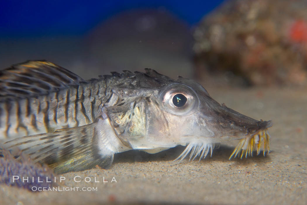 Sturgeon poacher., Podothecus accipenserinus, natural history stock photograph, photo id 14500