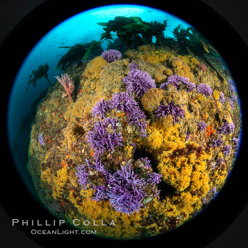 Purple hydrocoral  Stylaster californicus and yellow zoanthid anemone Epizoanthus giveni, Farnsworth Banks, Catalina Island. California, USA, Allopora californica, Stylaster californicus, Epizoanthus giveni, natural history stock photograph, photo id 37216