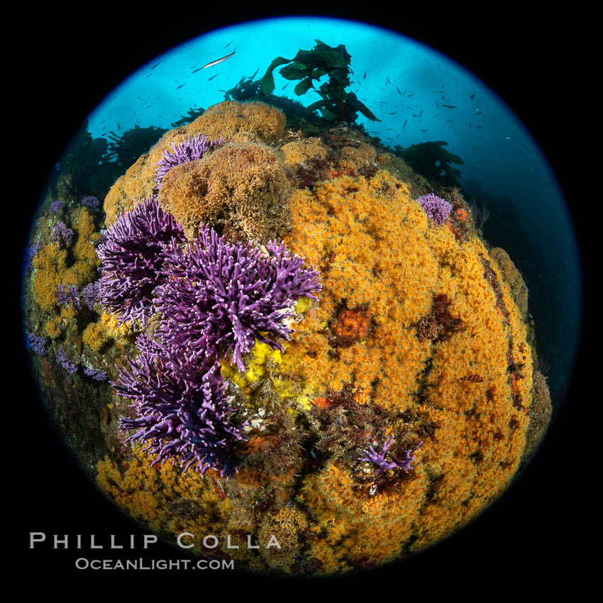 Purple hydrocoral  Stylaster californicus and yellow zoanthid anemone Epizoanthus giveni, and clusters of hydroids, Farnsworth Banks, Catalina Island. California, USA, Allopora californica, Stylaster californicus, Epizoanthus giveni, natural history stock photograph, photo id 37223
