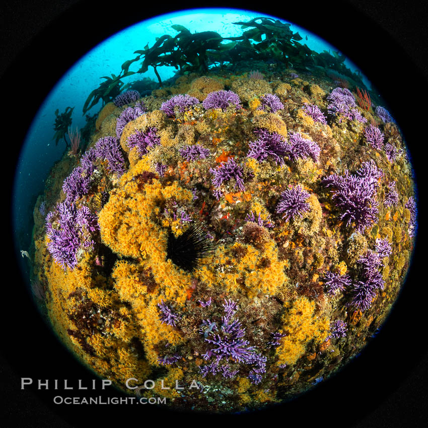 Purple hydrocoral  Stylaster californicus and yellow zoanthid anemone Epizoanthus giveni, Farnsworth Banks, Catalina Island. California, USA, Allopora californica, Stylaster californicus, Epizoanthus giveni, natural history stock photograph, photo id 37217