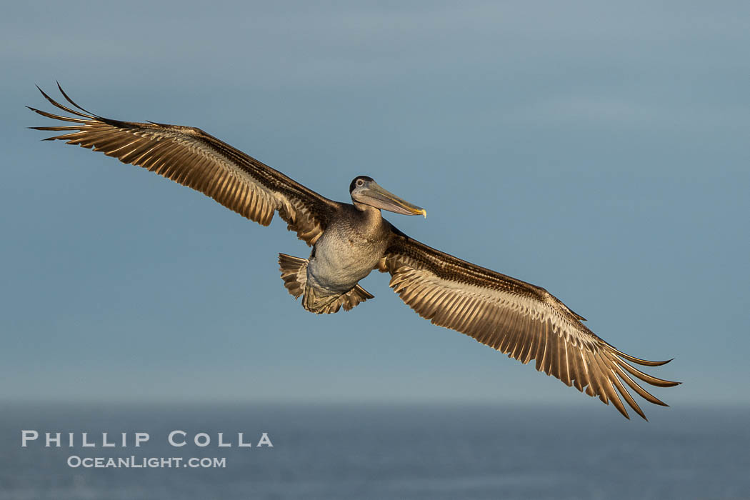 Subadult Brown Pelican Flying Over Ocean in Morning Sun, wings spread wide, Pelecanus occidentalis, Pelecanus occidentalis californicus, La Jolla, California