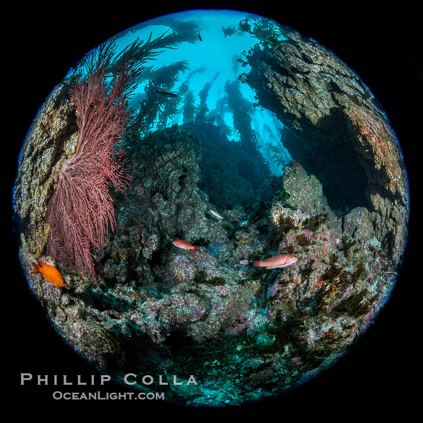 Spectacular underwater rocky reef topography at San Clemente Island, typified by crevices, walls and profuse vertical relief on the rocky ocean bottom below the kelp forest. California, USA, Muricea fruticosa, natural history stock photograph, photo id 38512