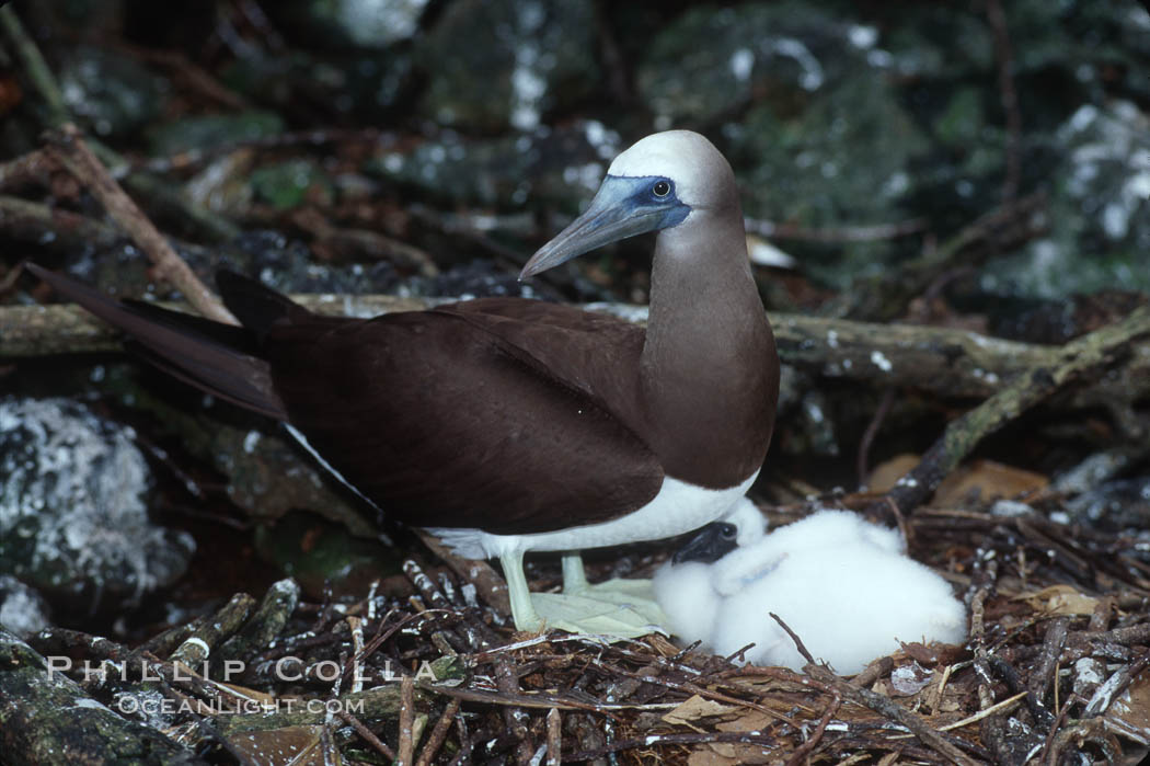 Brown booby, adult and chick at nest. Cocos Island, Costa Rica, Sula leucogaster, natural history stock photograph, photo id 03263