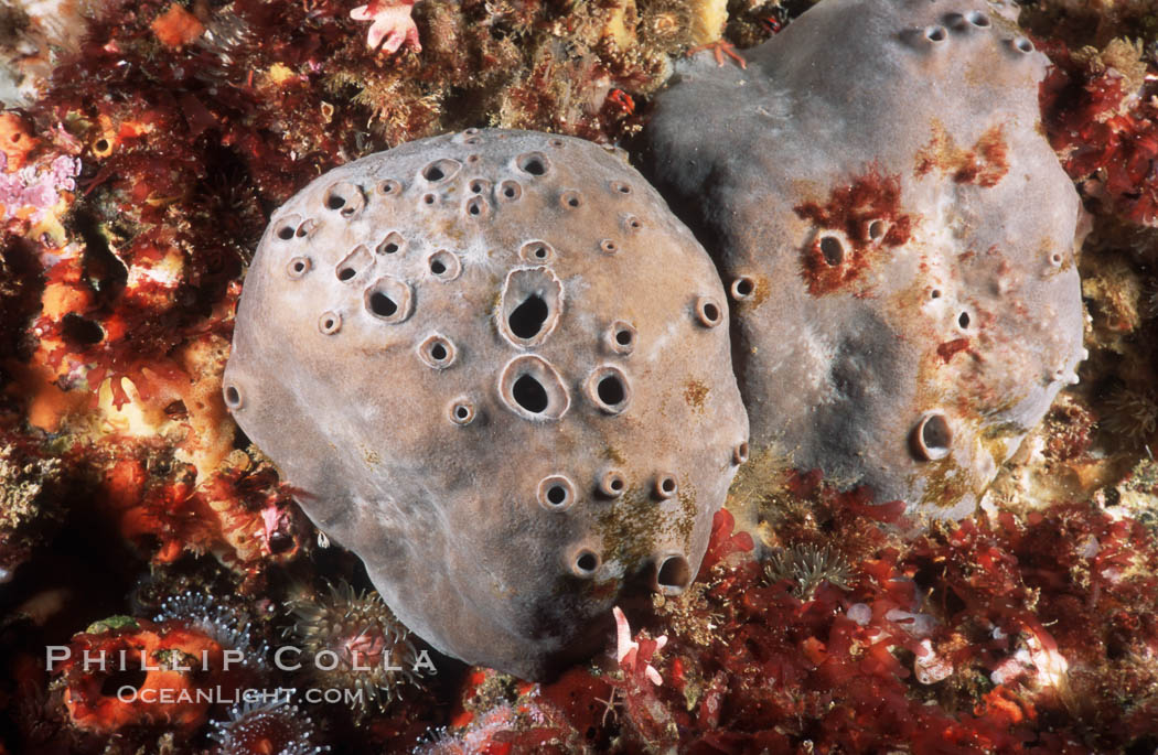 Sulfur sponges on rocky California reef. USA, natural history stock photograph, photo id 03797