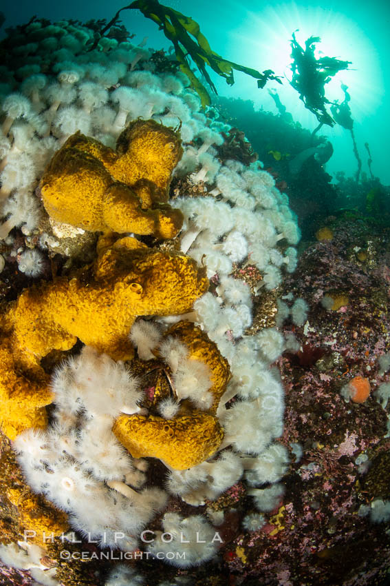 Yellow sulphur sponge and white metridium anemones, on a cold water reef teeming with invertebrate life. Browning Pass, Vancouver Island. British Columbia, Canada, Halichondria panicea, Metridium senile, natural history stock photograph, photo id 35280